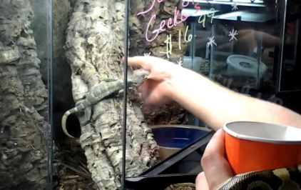 geckojuggalo