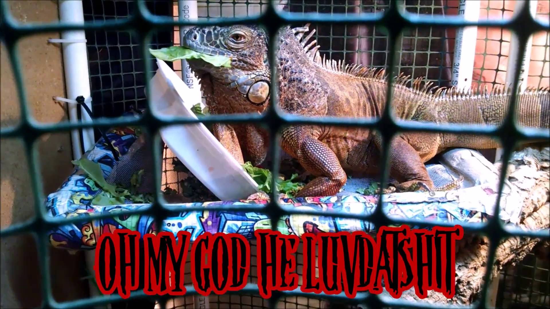 The Weirdo Show – June 2016