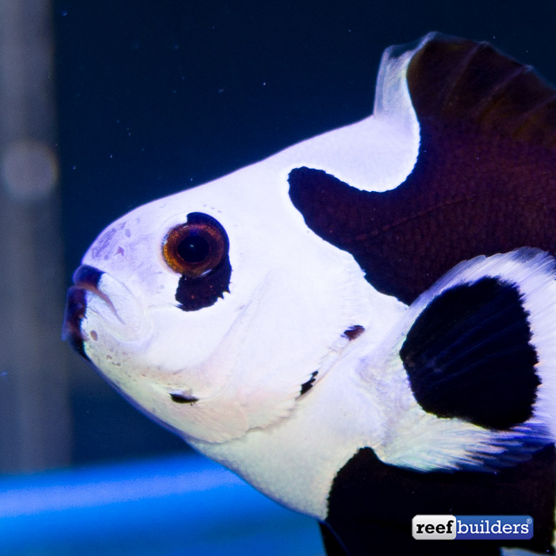 juggalo-clown-fish-2