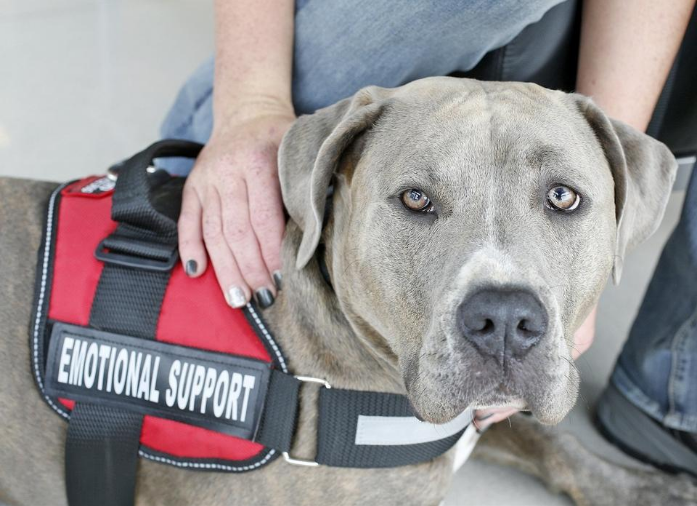 Milenko Dog